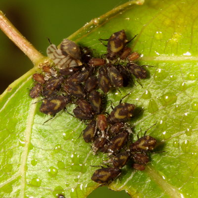 Chaitophorus populicola * Poplar Leaf Aphid