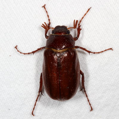 Phyllophaga Subgenus Phyllophaga