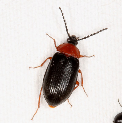 Subfamily Alleculinae : Comb-clawed Beetles