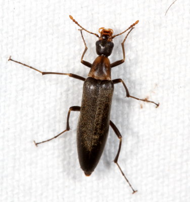 Cephaloon lepturides * False Leptura Beetle