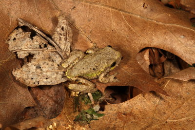 Spring Peeper