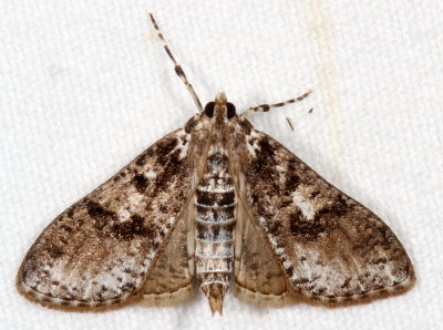Hodges#5226 * Splendid Palpita Moth * Palpita magniferalis 