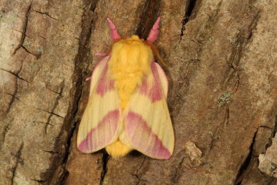 Hodges#7715 * Rosy Maple Moth * Dryocampa rubicunda