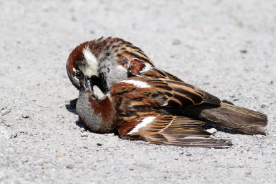 House Sparrow fight