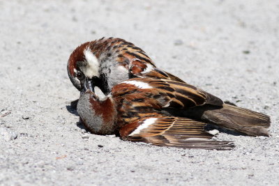 House Sparrow fight 