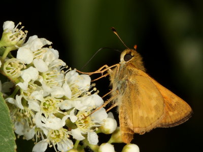 Indian Skipper