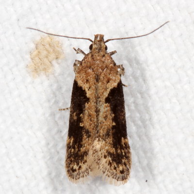 Hodges#2093 * Black-smudged Chionodes * Chionodes mediofuscella