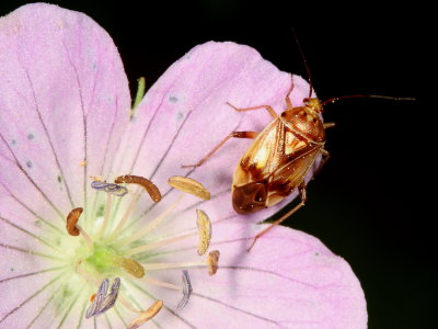Tarnished Plant Bug