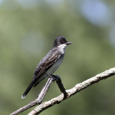 Eastern Kingbird