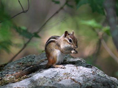 Eastern Chipmunk