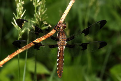 Common Whitetail  ♀