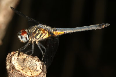 Blue Dasher ♂