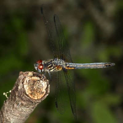 Blue Dasher ♂