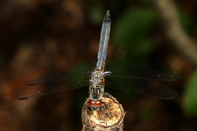 Blue Dasher ♂