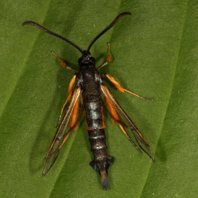 Hodges#2563 * Synanthedon fulvipes