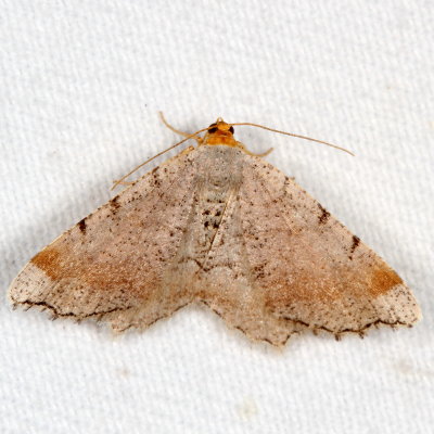 Hodges#6339 * Blurry Chocolate Angle * Macaria transitaria