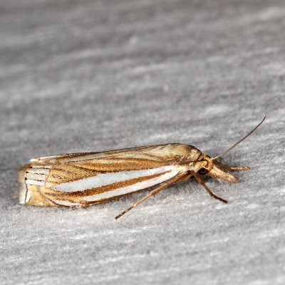 Hodges#5378 * Eastern Grass-veneer Moth * Crambus laqueatellus