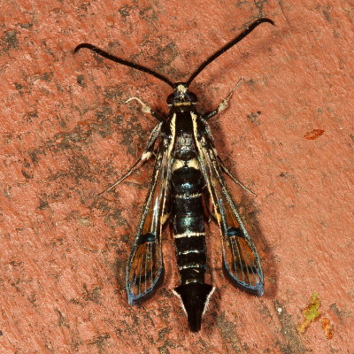 Hodges#2583 * Peachtree Borer ♂  * Synanthedon exitiosa