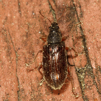 Phyllobius oblongus * European Snout Beetle