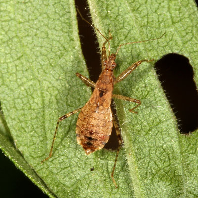 Hoplistoscelis pallescens