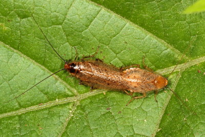 Ectobius lapponicus