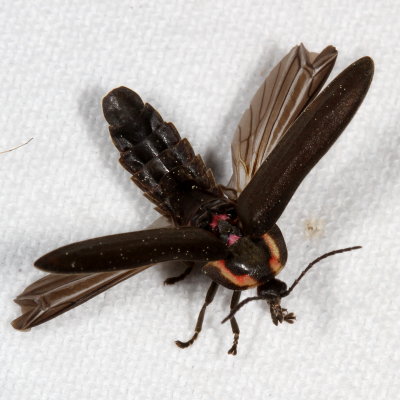 Ellychnia corrusca