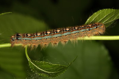 Hodges#7698 * Forest Tent Caterpillar