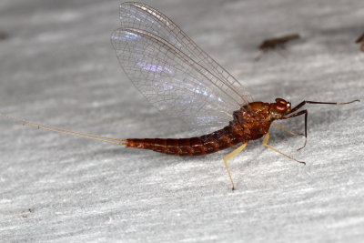 Isonychiidae : Brushlegged Mayflies