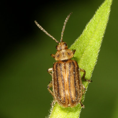  Ophraella conferta
