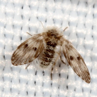 Moth Fly 