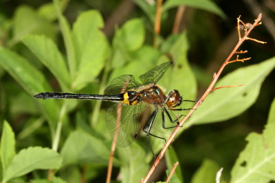Racket-tailed Emerald ♀ 