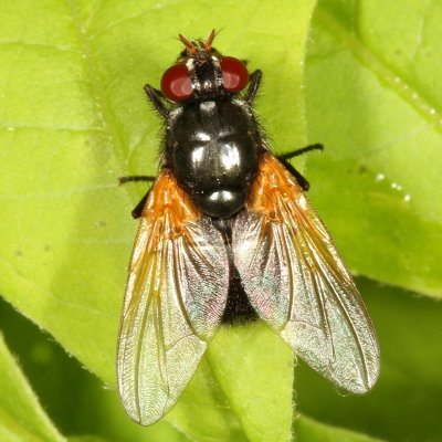Muscidae : House Flies & kin