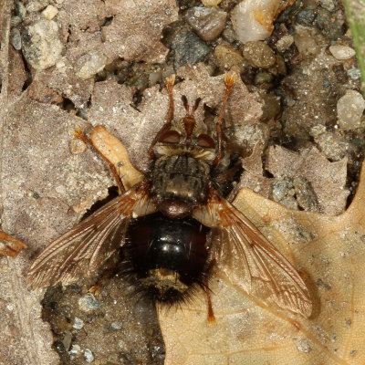 Epalpus signifer