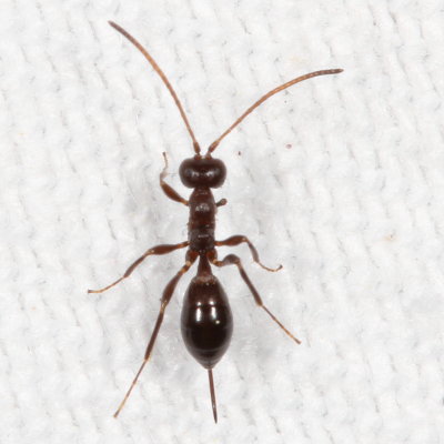Genus Gelis ♀