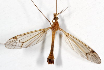 Genus Tipula
