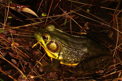 Green Frog ♂