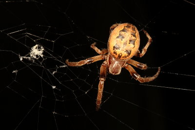 Larinioides cornutus - Furrow Orbweaver