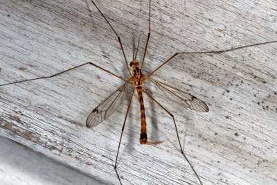 Genus Nephrotoma ♂ 