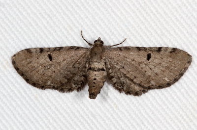 Hodges#7586.1 * Wormwood Pug * Eupithecia absinthiata