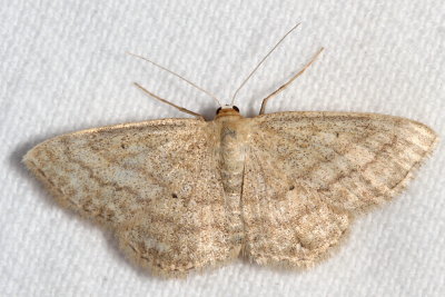 Hodges#7169 * Soft-lined Wave * Scopula inductata 