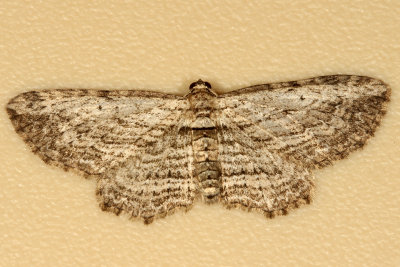 Hodges#7445 * Brown Bark Carpet * Horisme intestinata