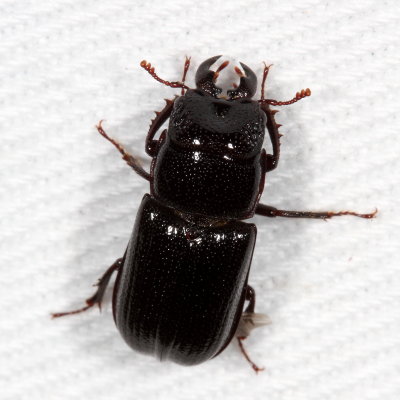 Ceruchus piceus ♂ 