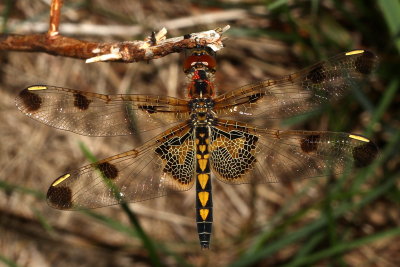 Calico Pennant ♀