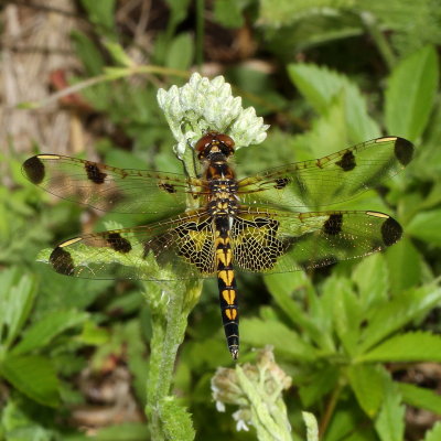Calico Pennant ♀