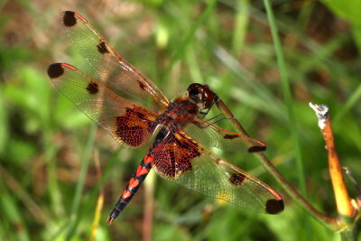 Calico Pennant ♂