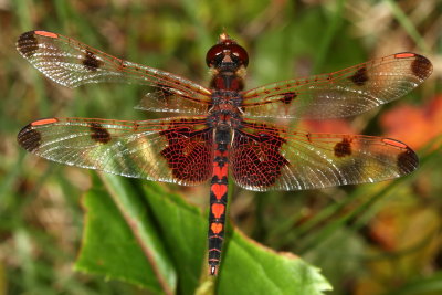 Calico Pennant