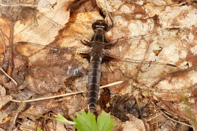 Chalk-fronted Corporal ♀ 