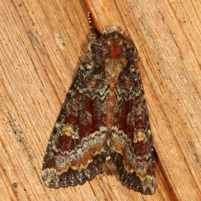 Hodges#9348 * Yellow-headed Cutworm * Apamea amputatrix