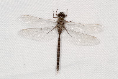 Aeshna canadensis