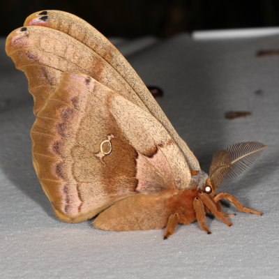 Hodges#7757 * Polyphemus Moth * Antheraea polyphemus